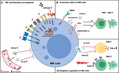 Negative Regulation and Protective Function of Natural Killer Cells in HIV Infection: Two Sides of a Coin